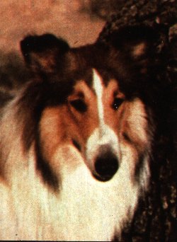 lassie.jpg (20569 bytes)